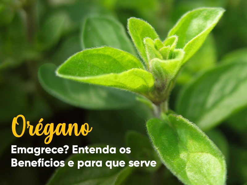 Organo emagrece? Entenda benefcios e para que serve!